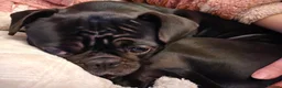 Frug dogs for sale: Female Frug -5 years old - Advert 2