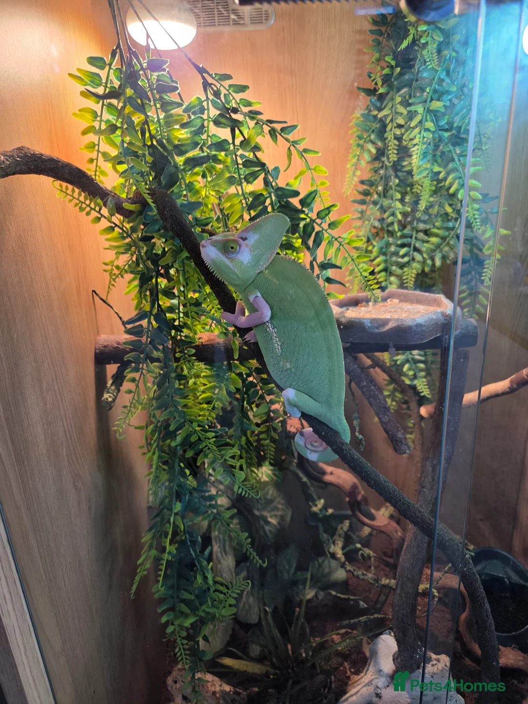 Chameleon reptiles for sale: Yellow veiled chameleon and full setup £150 - Advert 1
