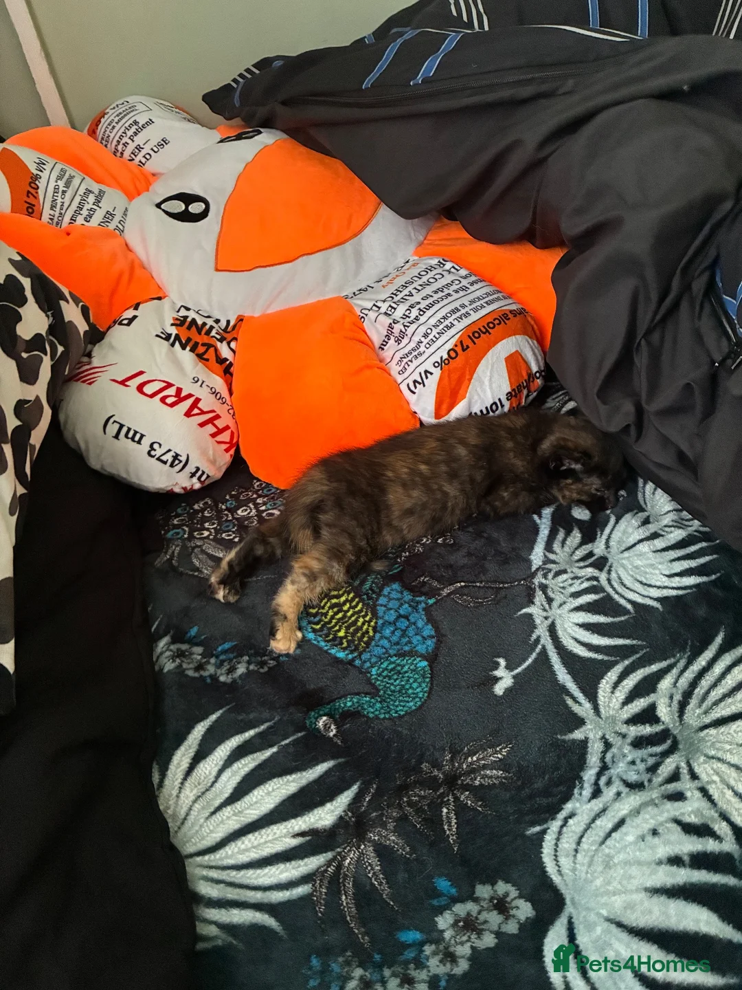 British Shorthair cats for sale: 1 female bsh mix kitten - Advert 2