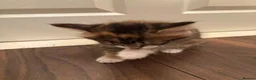 Mixed Breed cats for sale: 2 female kittens for sale - Advert 6