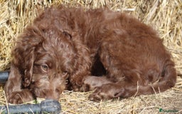 Australian Labradoodle dogs for sale: 🧡💚💙Last girl available, fully health test💙💚🧡 - Image 22