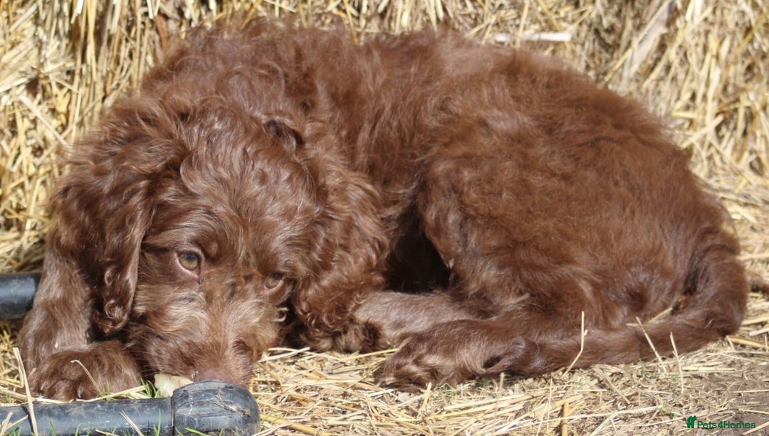 Australian Labradoodle dogs for sale: 🧡💚💙Last girl available, fully health test💙💚🧡 - Image 22