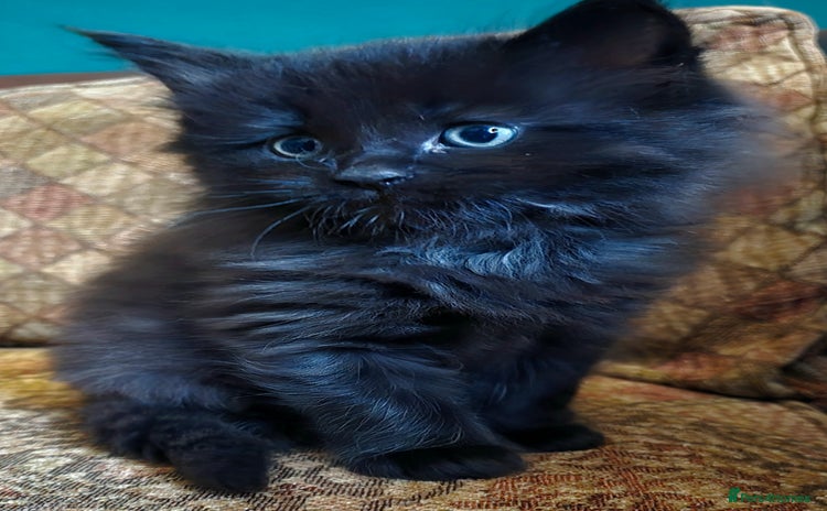 Mixed Breed cats - Advert 9