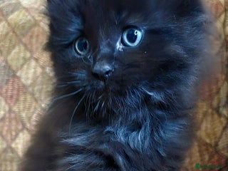 Mixed Breed cats - Advert 4