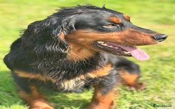 Cocker Spaniel dogs for stud: KC registered Champion bred working cocker  in Middlewich - Image 27
