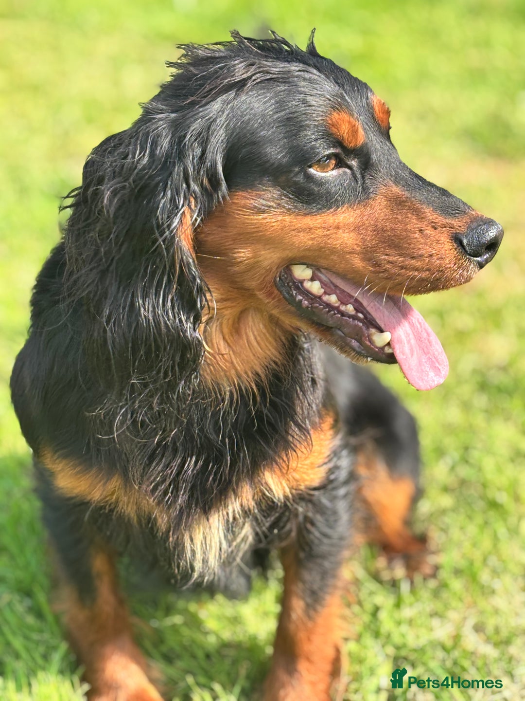 Cocker Spaniel dogs for stud: KC registered Champion bred working cocker  in Middlewich - Image 27