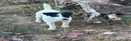 Jack Russell dogs for sale: Jack Russell dog 6 months old  - Advert 8