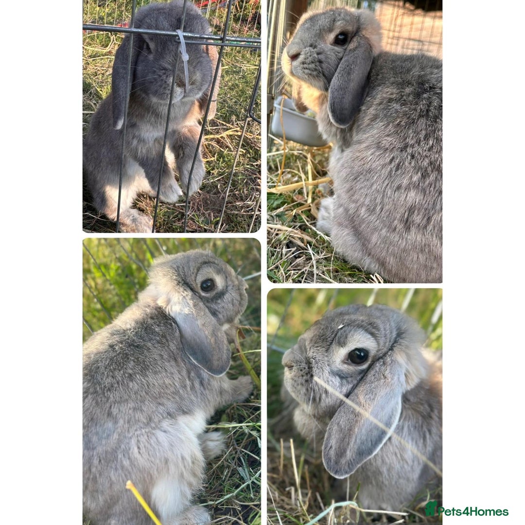 French Lop rabbits for sale: Two female lops (mother & daughter)  - Image 3