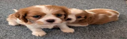 Cavalier King Charles Spaniel dogs for sale: KC Health Tested Cavalier King Charles Spaniel Pup - Advert 2
