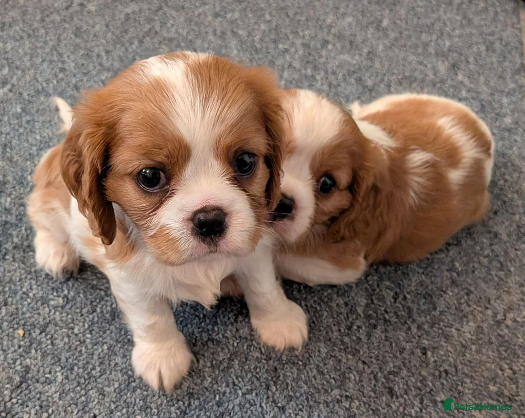 Cavalier King Charles Spaniel dogs for sale: KC Health Tested Cavalier King Charles Spaniel Pup - Advert 2