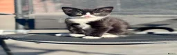 Mixed Breed cats for sale: 2 Adorable kittens for sale  - Advert 3