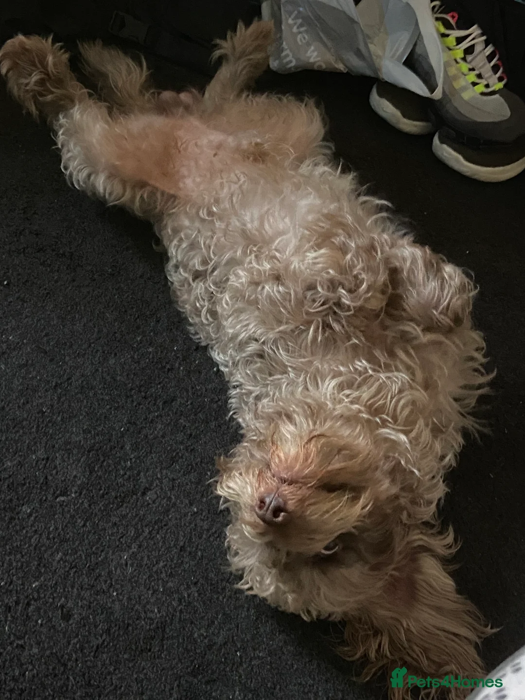 Cockapoo dogs for sale: Male cockapoo - Advert 6