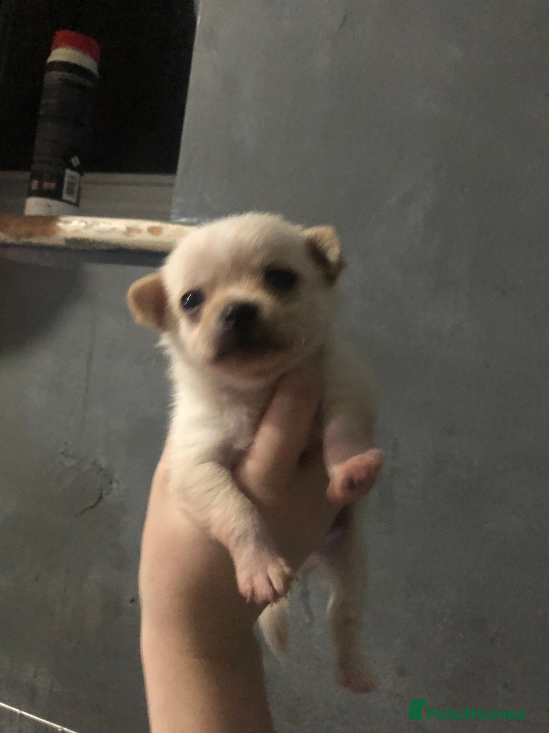 Pomchi dogs for sale: 🐾MALE POMCHI PUPPIES🐾 - Advert 17