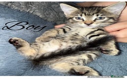 Mixed Breed cats for sale: 2 kittens for sale - Image 3