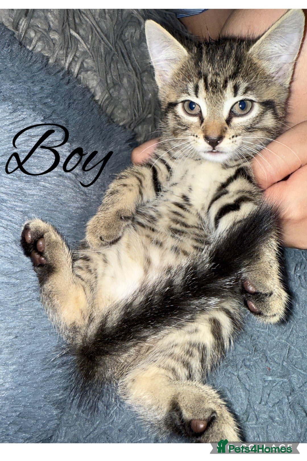 Mixed Breed cats for sale: 2 kittens for sale - Image 3