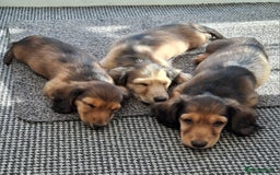Miniature Dachshund dogs for sale: Reduced, mini L/H £1300 - Image 3