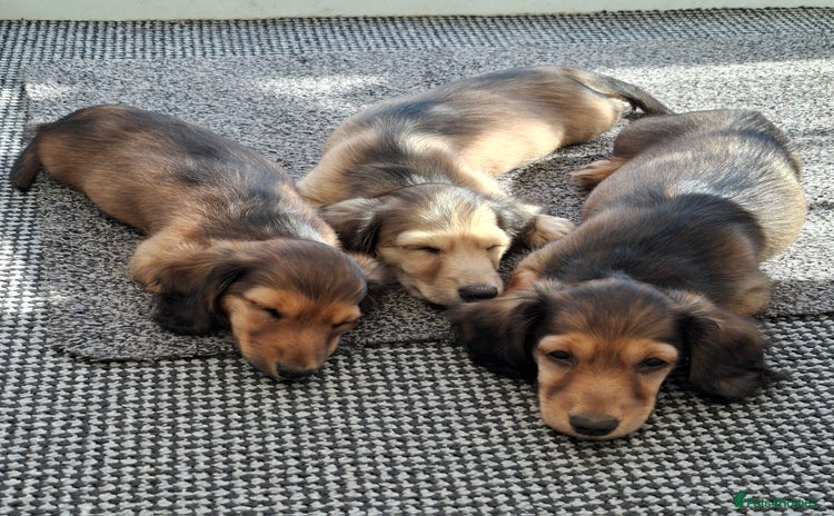 Miniature Dachshund dogs - Advert 3