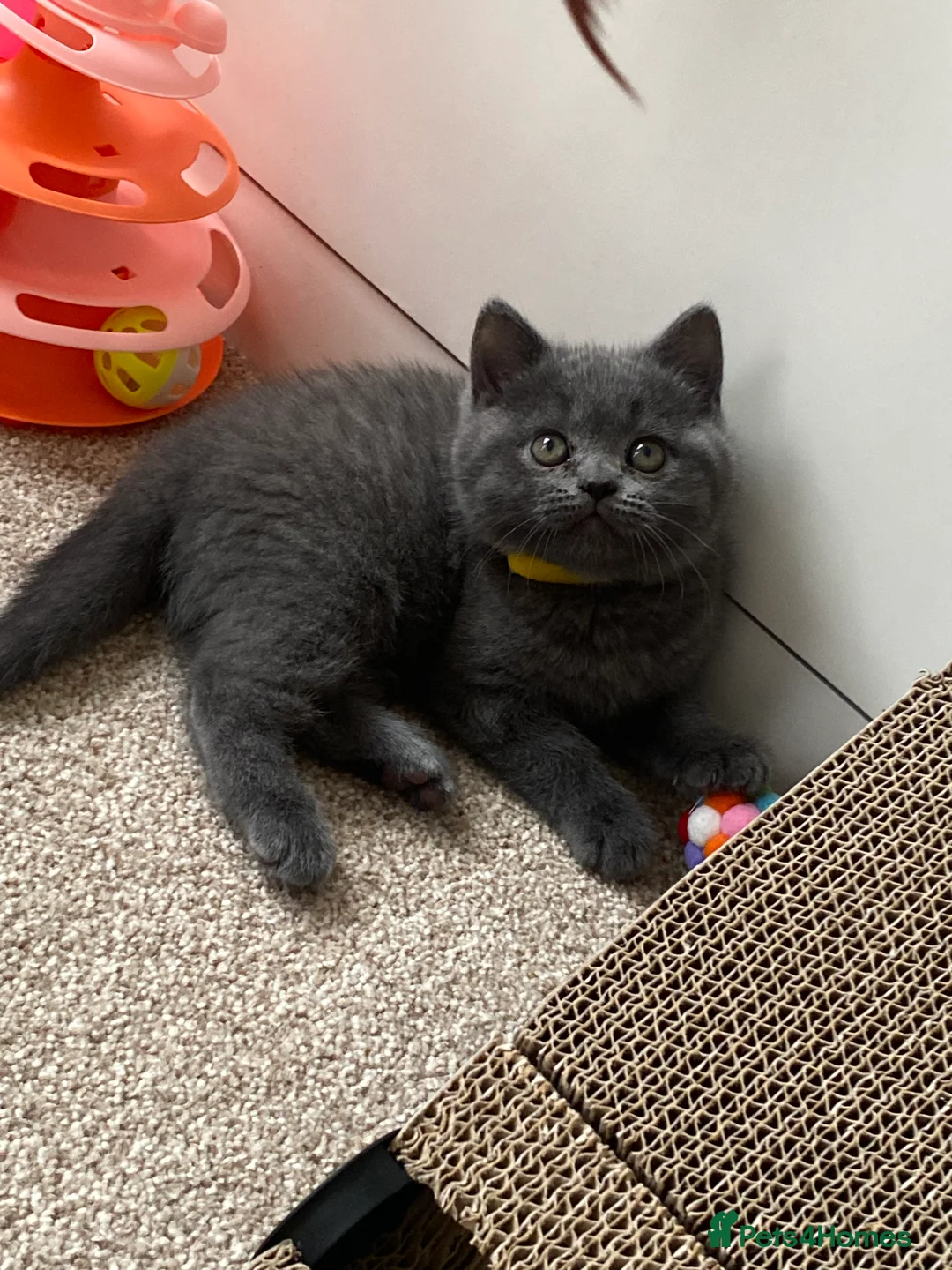 Scottish Fold cats for sale:  Scottish Fold Kitten – Last Female – Ready Now - Advert 2