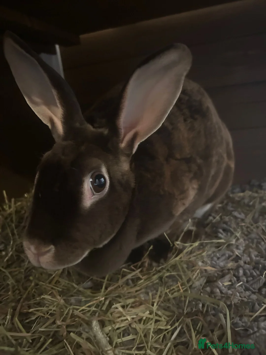 Rex rabbits for sale: Pure Female Standard Rex  in Rochester - Advert 4