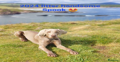 Weimaraner dogs - Advert 1