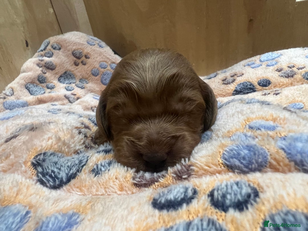 Cockapoo dogs for sale: Beautiful cockerpoo puppies  - Image 20