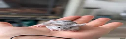 Mouse rodents for sale: Male and female fancy mice  - Advert 2