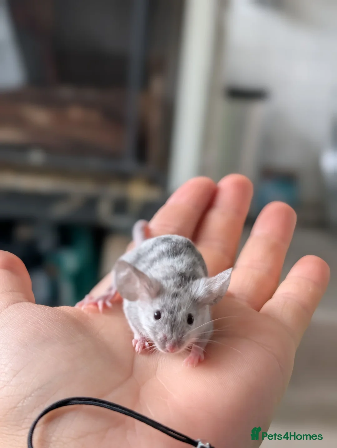 Mouse rodents for sale: Male and female fancy mice  - Advert 2