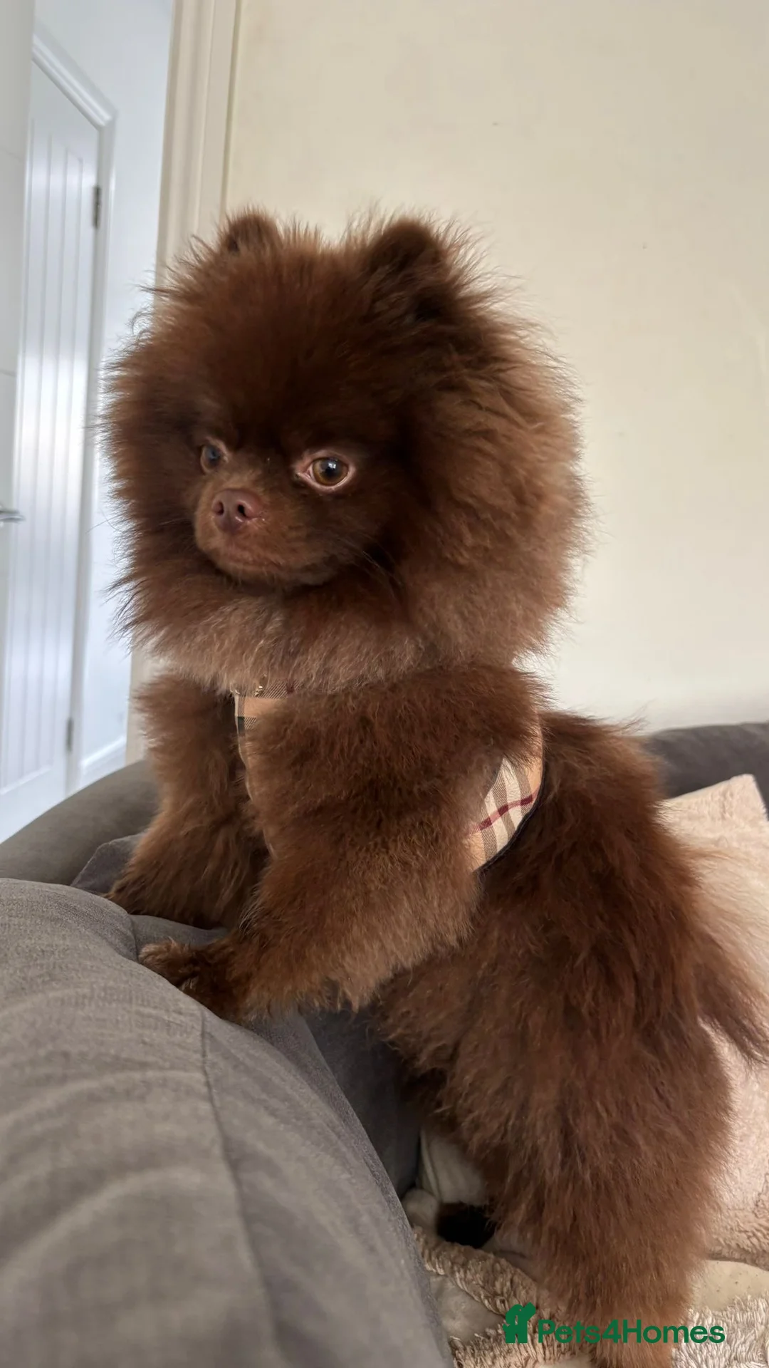 Pomeranian dogs for stud: KC registered Chocolate Pomeranian for Stud - Advert 2