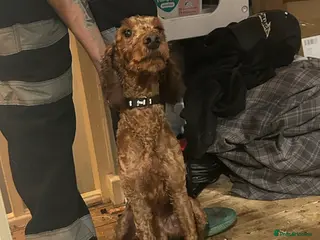 Cockapoo dogs Waffles - Advert 1