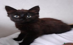 Mixed Breed cats for sale: 4 beautiful brown /black fluffy kittens for sale - Image 9