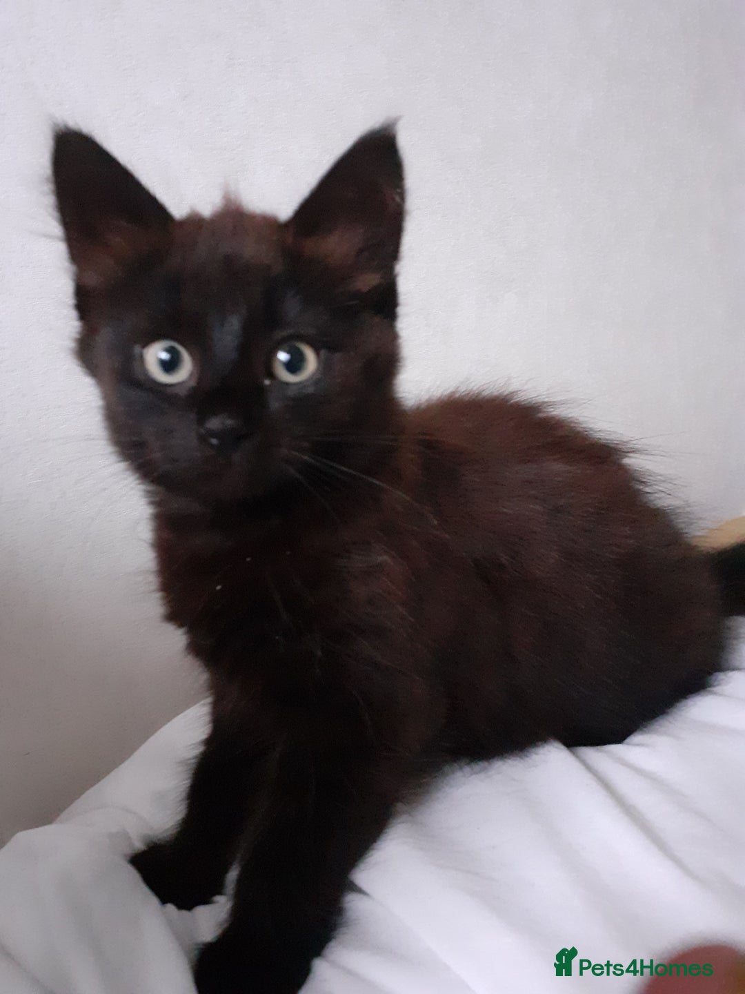 Mixed Breed cats for sale: 4 beautiful brown /black fluffy kittens for sale - Image 9