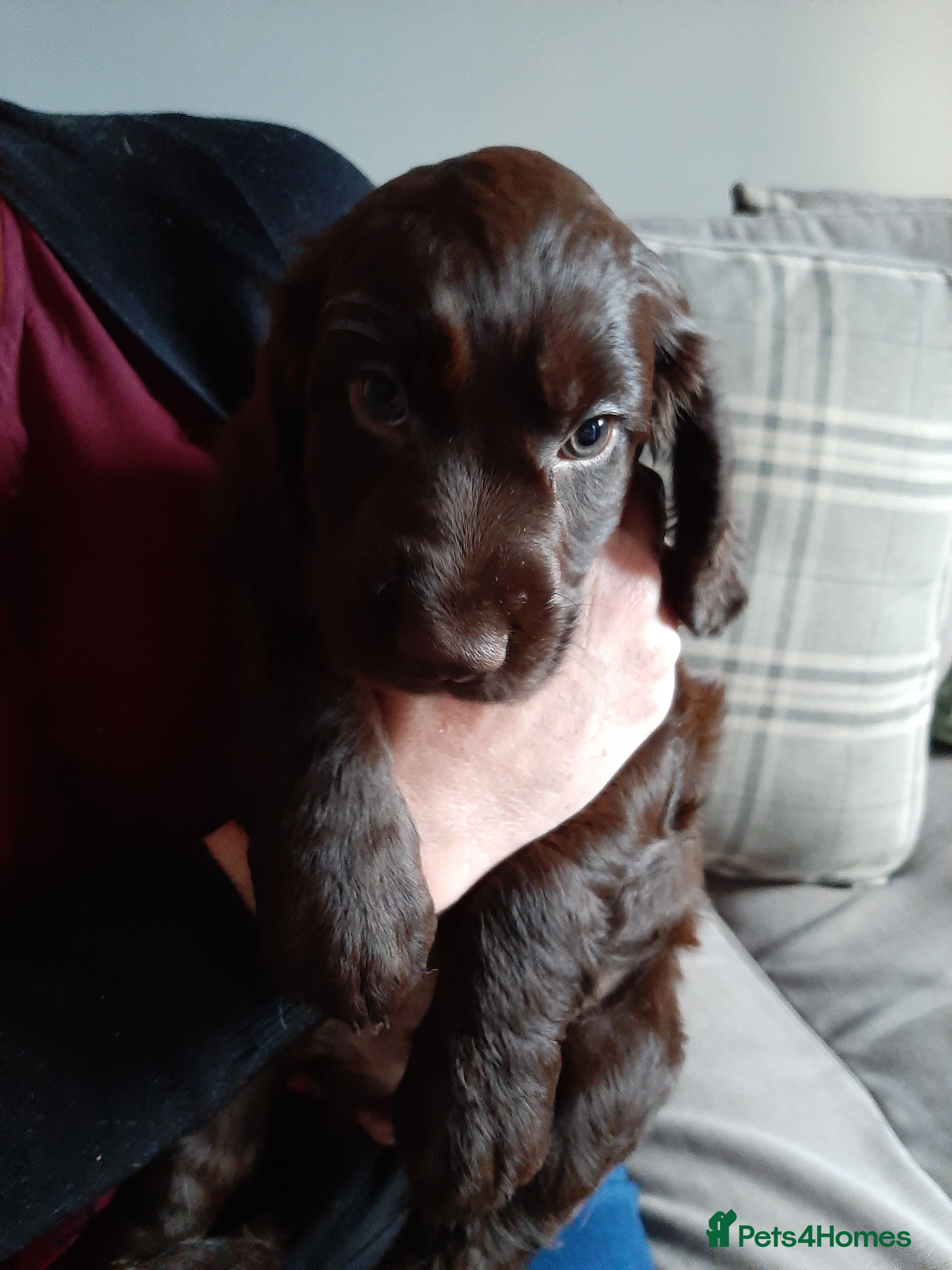 Cocker Spaniel dogs Cocker Spaniels - Advert 1