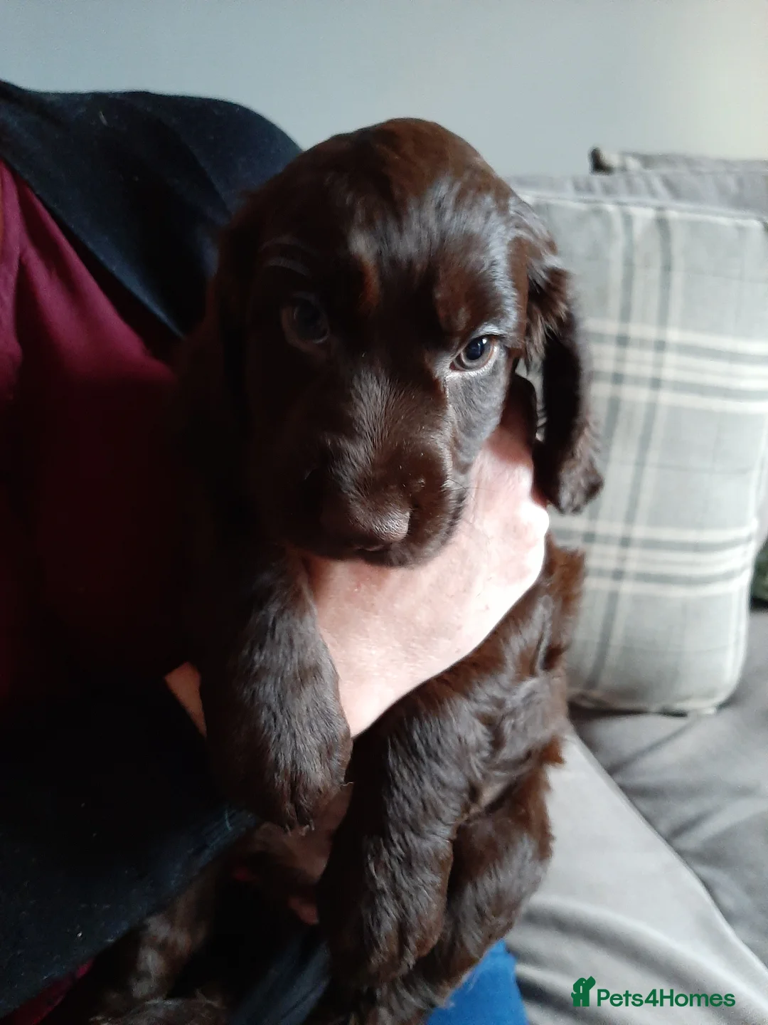 Cocker Spaniel dogs for sale: Cocker Spaniels - Advert 1