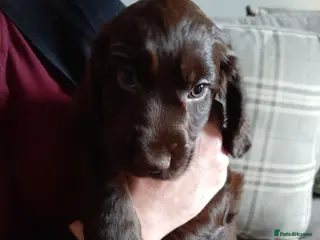 Cocker Spaniel dogs Cocker Spaniels - Advert 2