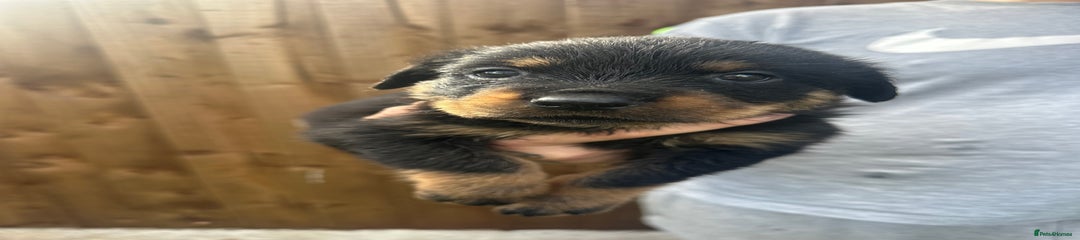 Rottweiler Puppy 4