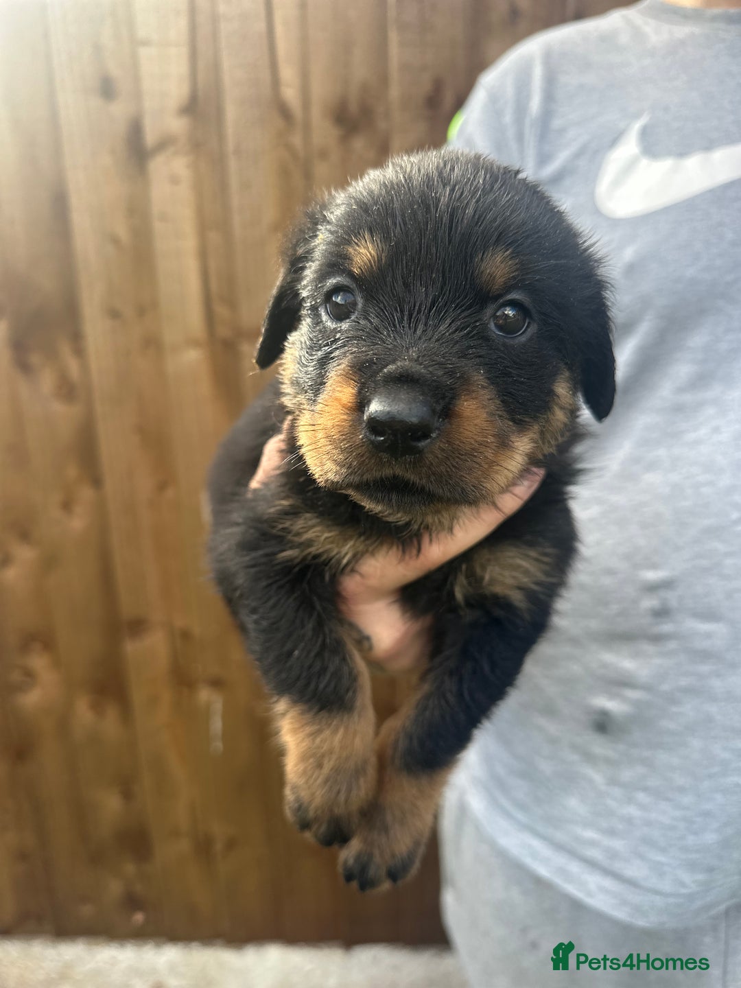 Rottweiler dogs for sale: Rottweiler puppies  - Image 5