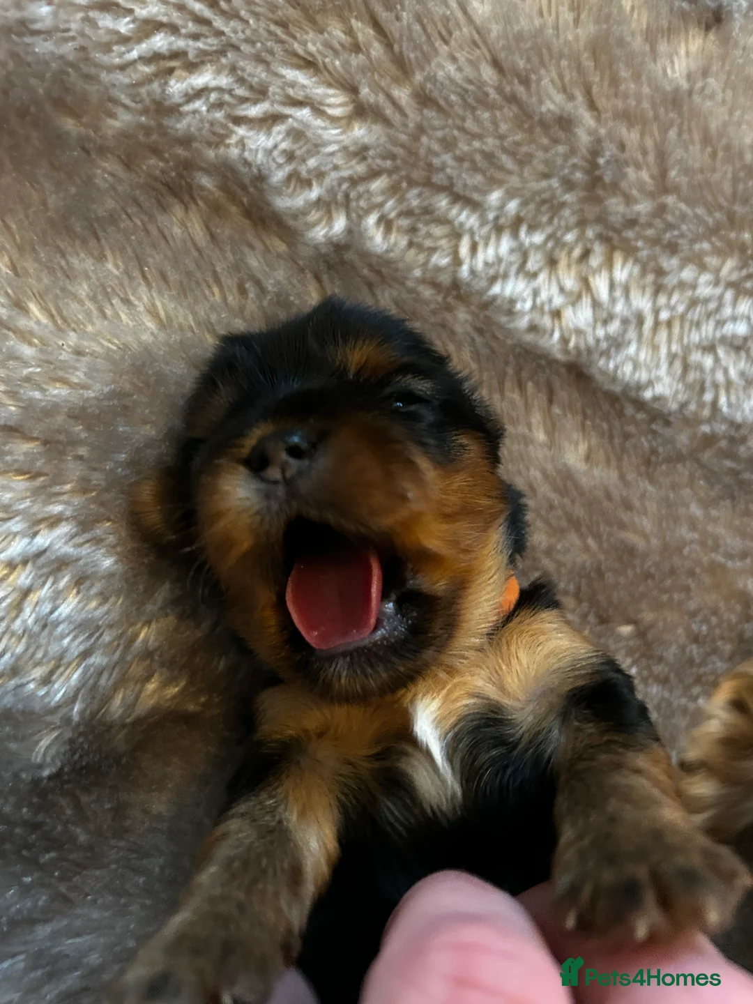 Yorkshire Terrier dogs for sale: Miniature Yorkshire Terriers - Advert 14
