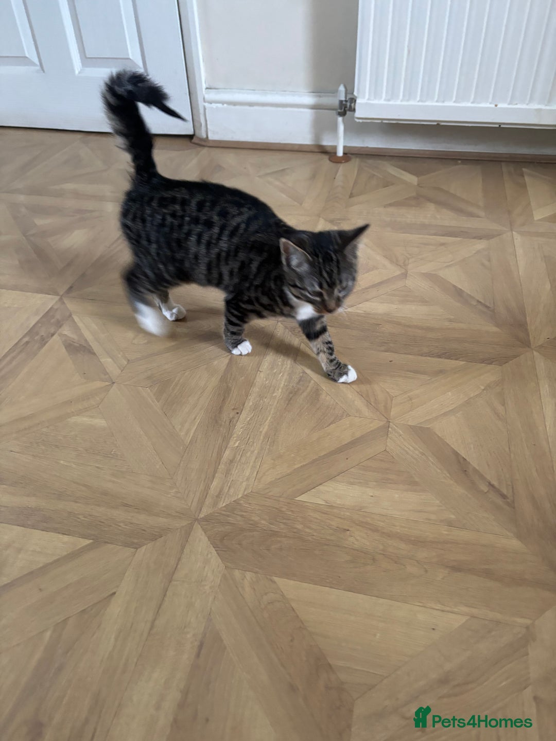 Mixed Breed cats for sale: Grey & White Tabby  - Advert 4