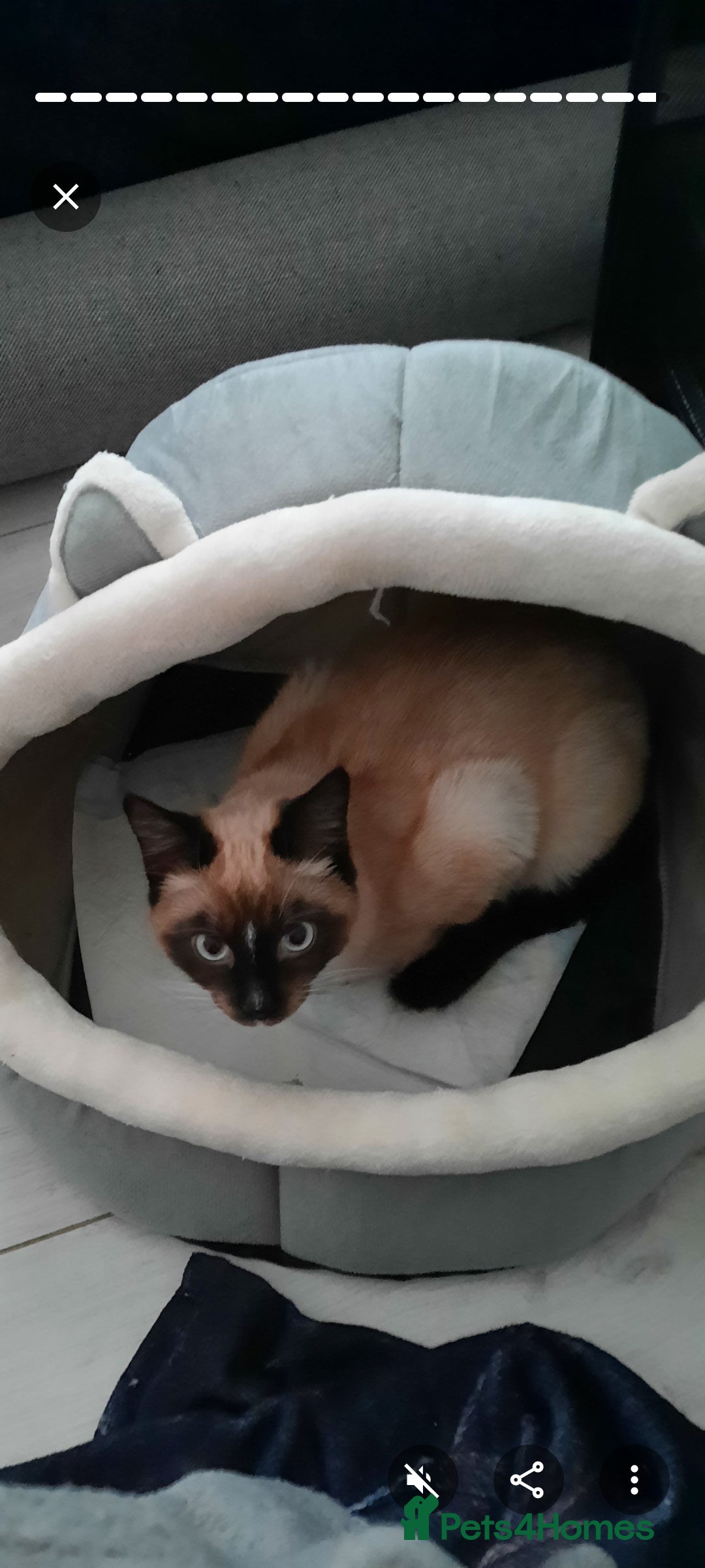 Mixed Breed cats for sale: Ragdoll x Persian  - Advert 12