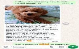 Maltipoo dogs for sale: DNA health tested maltipoo puppies  - Image 12