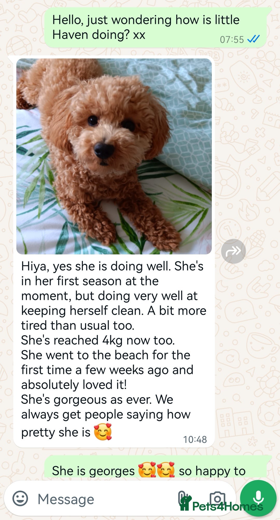 Maltipoo dogs for sale: DNA health tested maltipoo puppies  - Image 12