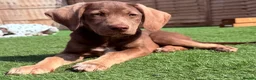Mixed Breed dogs for sale:  ❤️Last 2! HUSKY SHEPHERD X WEIMARANER BOYS READY - Advert 19