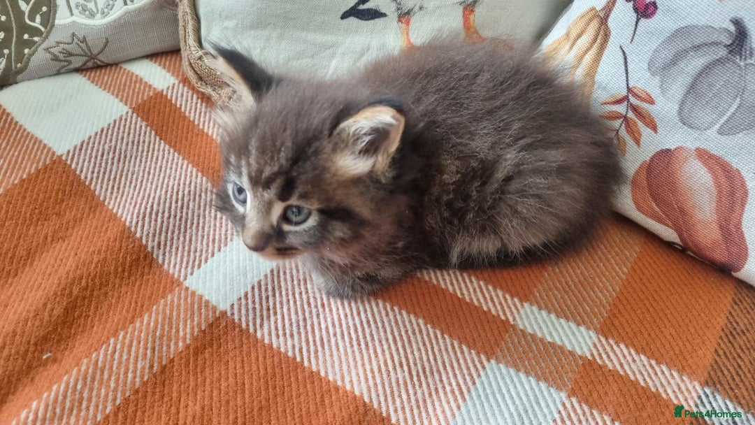 Mixed Breed cats for sale: Gorgeous Large Maine Coon Cross Kittens - Image 4