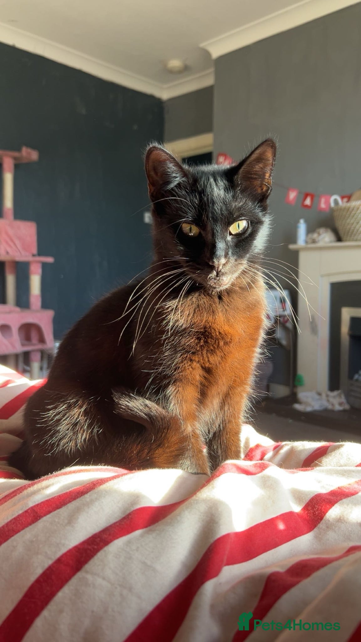 Mixed Breed cats 2 stunning girls ❤️ - Advert 1