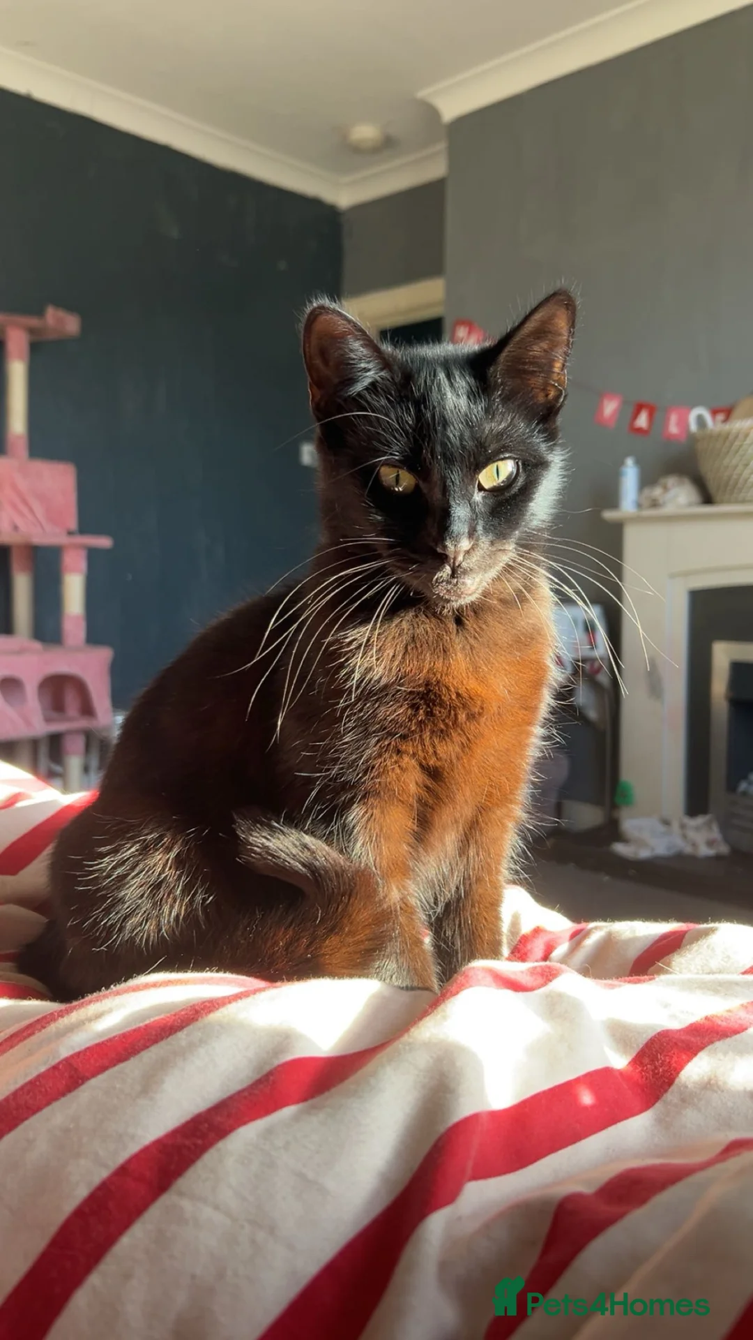 Mixed Breed cats for sale: 2 stunning girls ❤️ in Airdrie - Advert 1