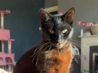 Mixed Breed cats 2 stunning girls ❤️ - Advert 1