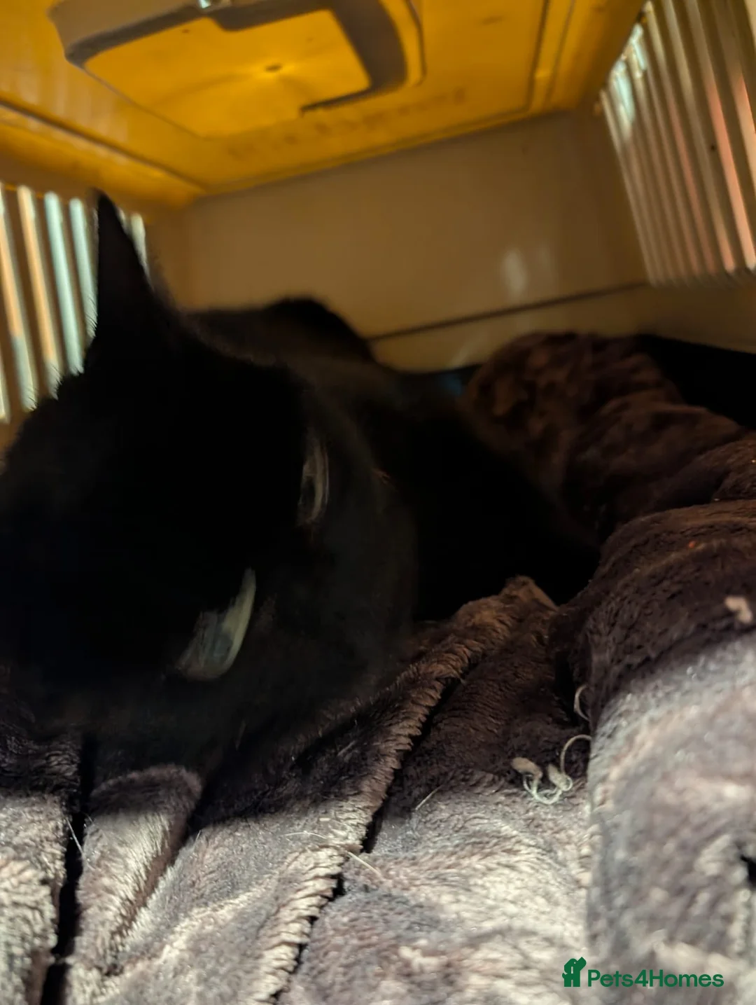 Bombay cats for sale: 🌸 Female Cat Looking for a New Home 🌸 - Advert 12