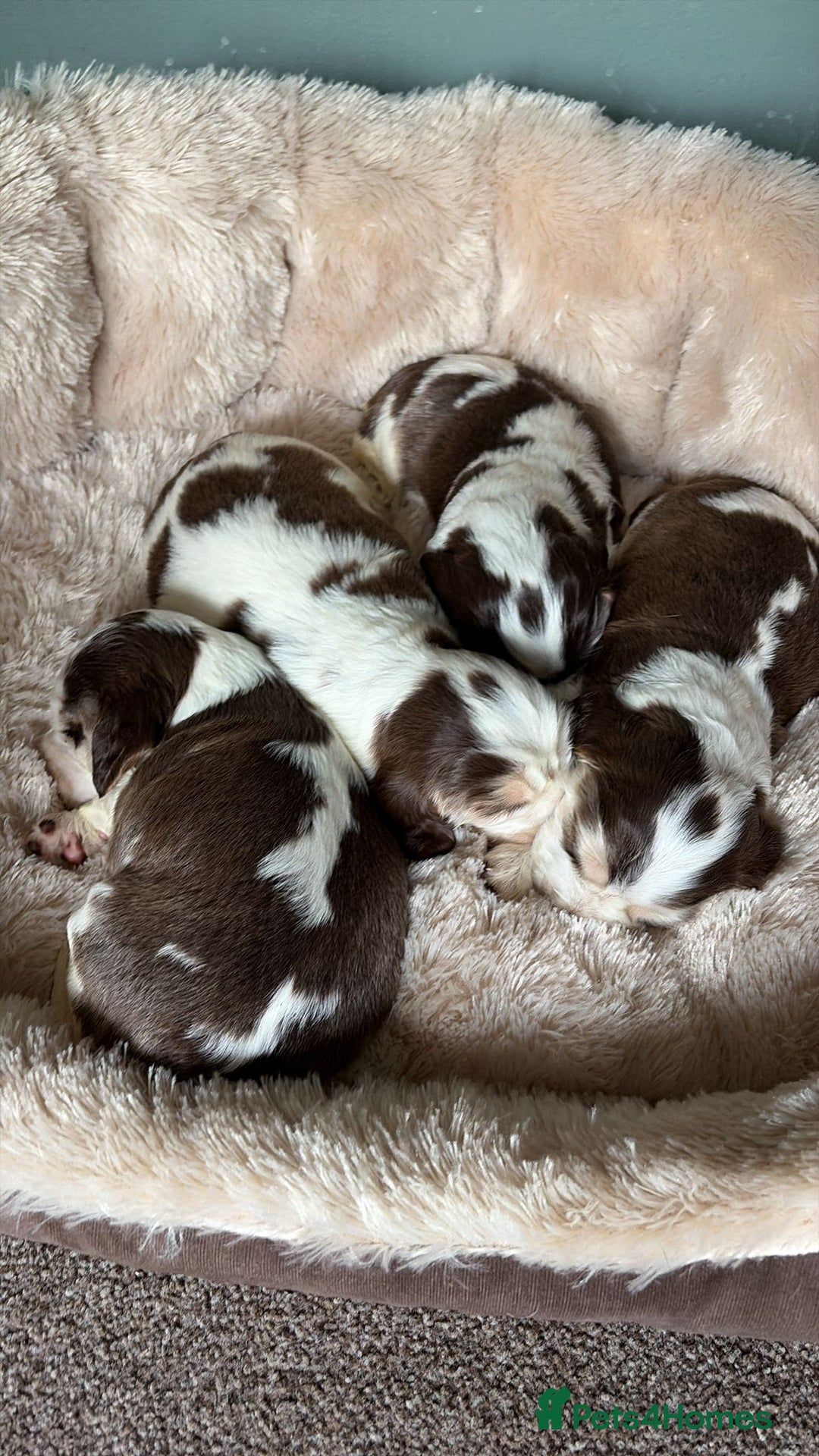 Cocker Spaniel dogs for sale: 🩷Stunning chocolate sable roan show type cocker🩷 - Advert 12