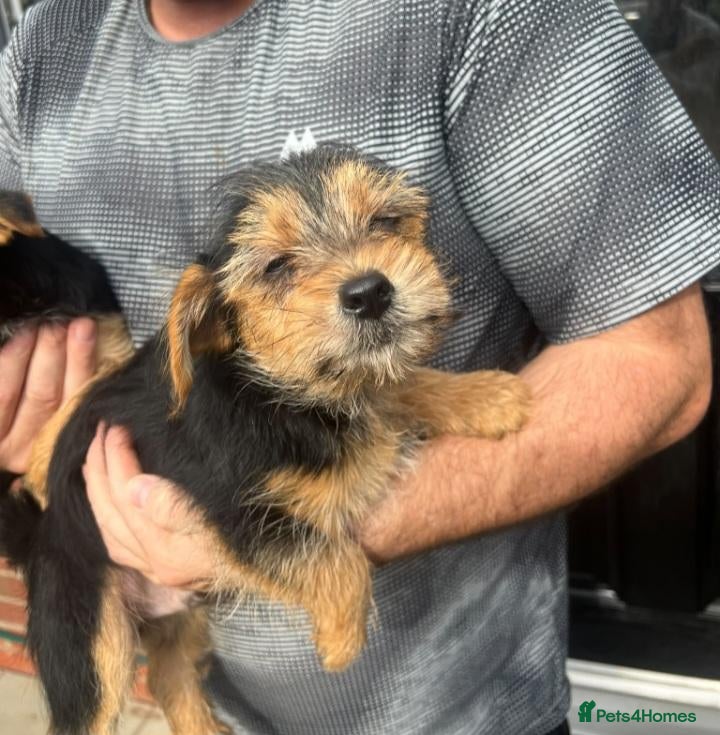 Mixed Breed dogs Yorkshire terrier cross - Advert 2