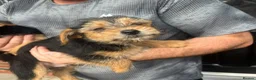Mixed Breed dogs for sale: Yorkshire terrier cross in Salford - Advert 2